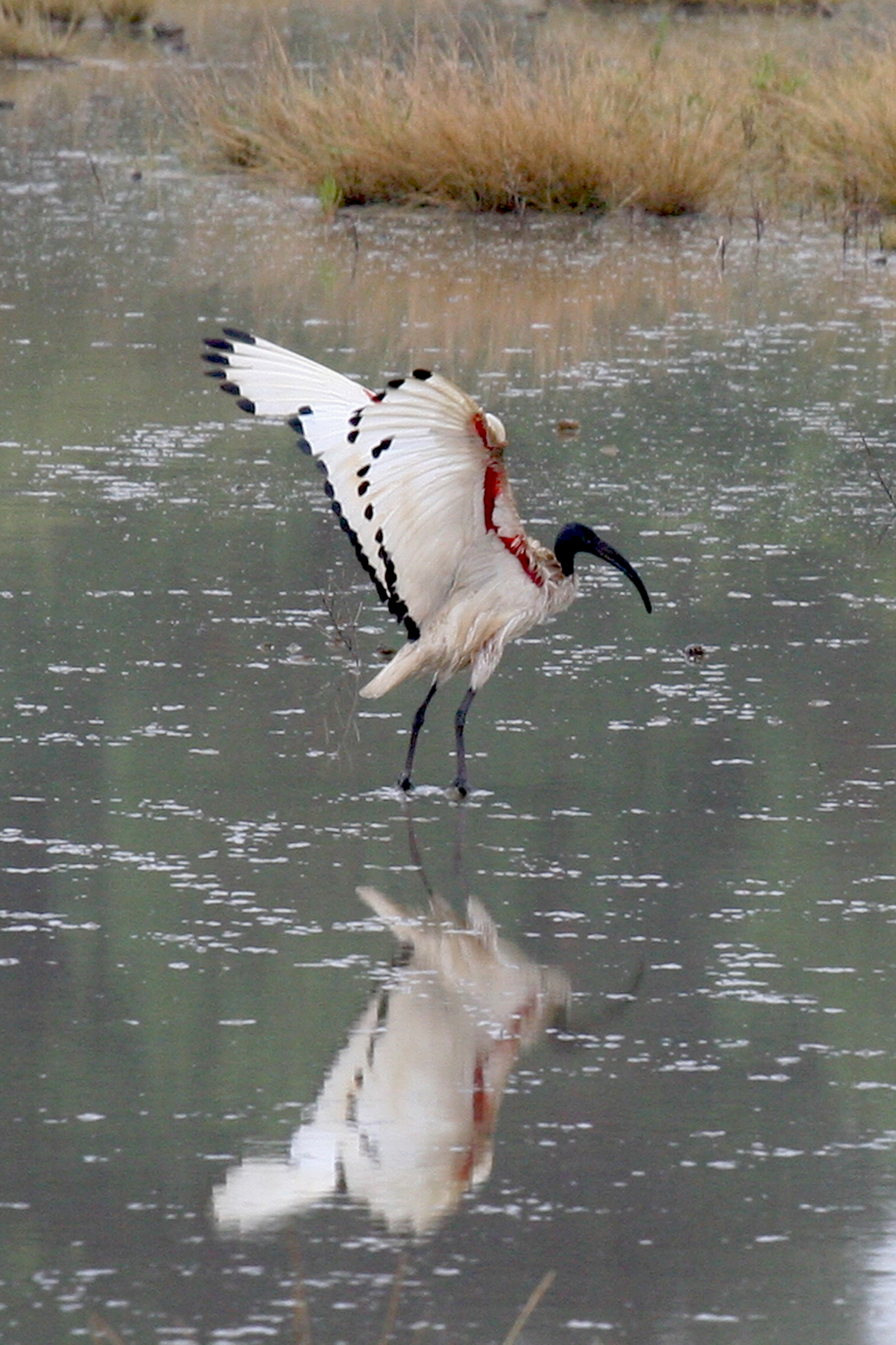 Ibis sacré
