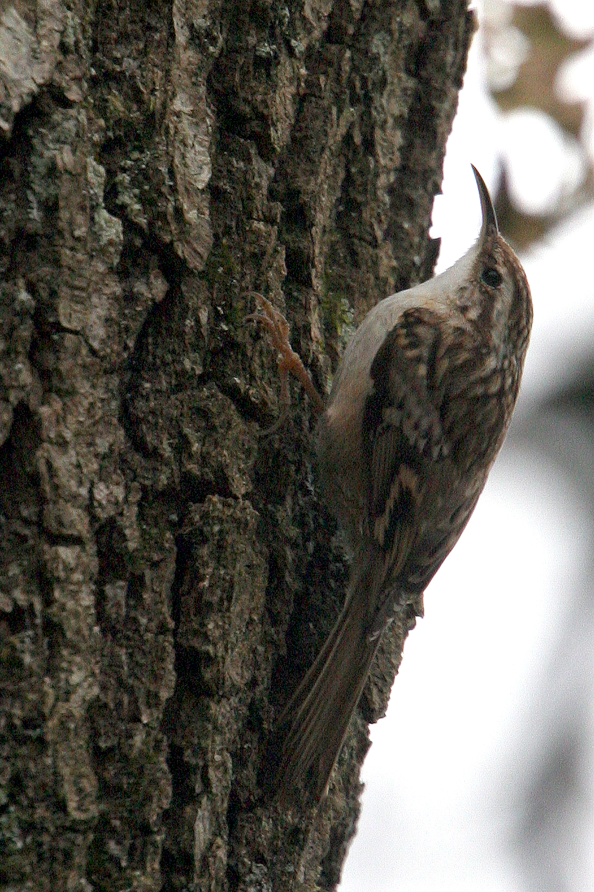 Grimpereau des bois