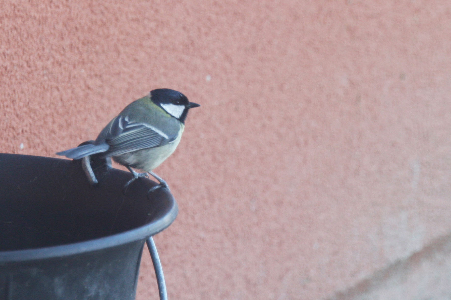 Mésange charbonnière (garde des seaux !...)