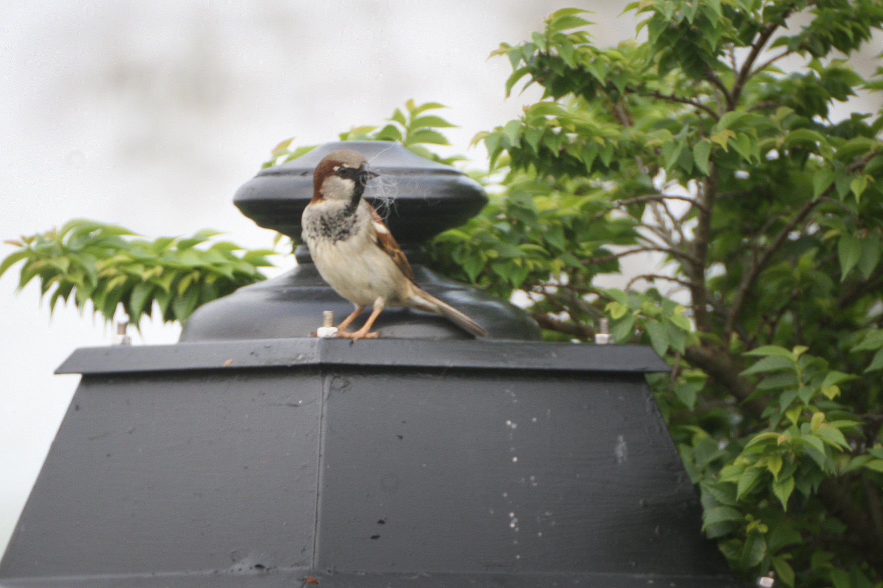 Moineau domestique