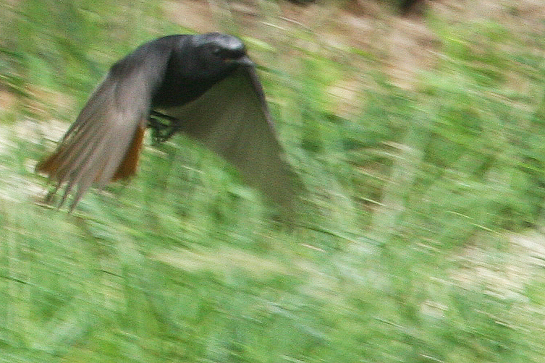 Rougequeue noir mâle