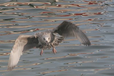 <p>Jeune goeland (Grisard) sur le port - Le Croisic (44)</p>© Photo Patrice Morel - 20080815-8459.