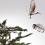 5 septembre 2010 - Ibis sacrés à Guérande (44)