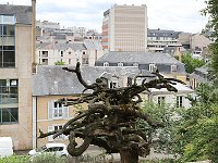 C'est arbre s'appelle le solite et il est tout seul...  20160629 SortieCopains LeMans 5370 OkW PhotoMorelP