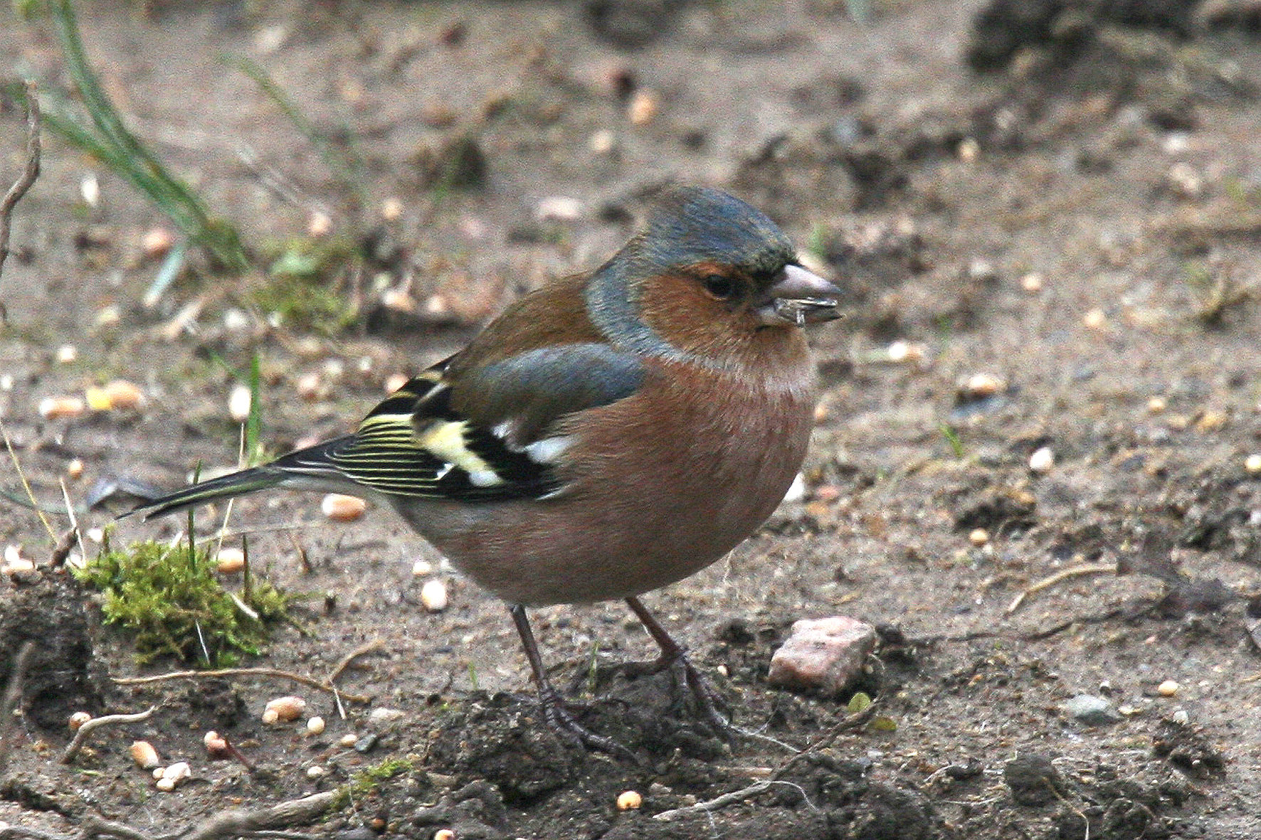 Pinson des arbres (mâle) <p>Savenay (44)</p>© Photo Patrice Morel - 20081211-1850.