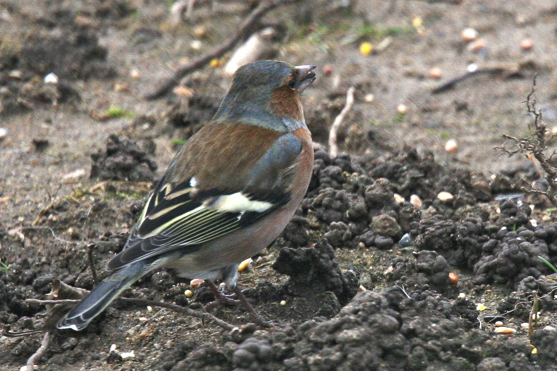 Pinson des arbres (mâle) <p>Savenay (44)</p>© Photo Patrice Morel - 20081211-1858.