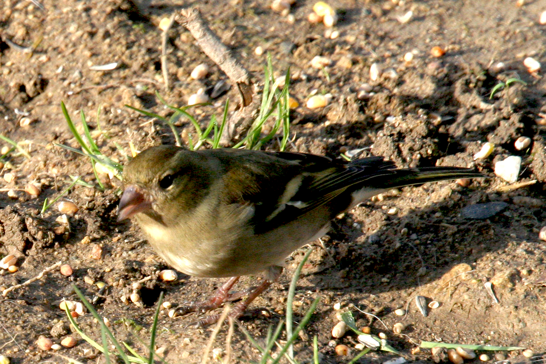 Pinson des arbres (femelle) <p>Savenay (44)</p>© Photo Patrice Morel - 20081219-2204.