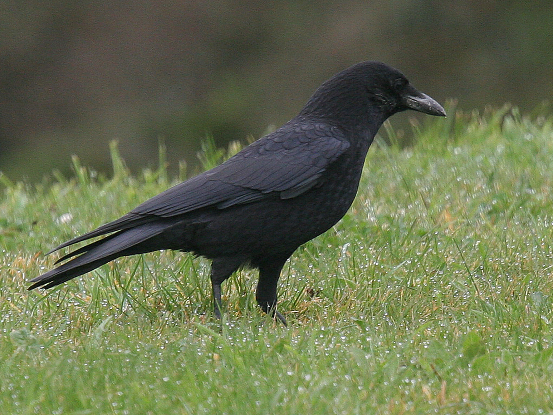 Corneille noire