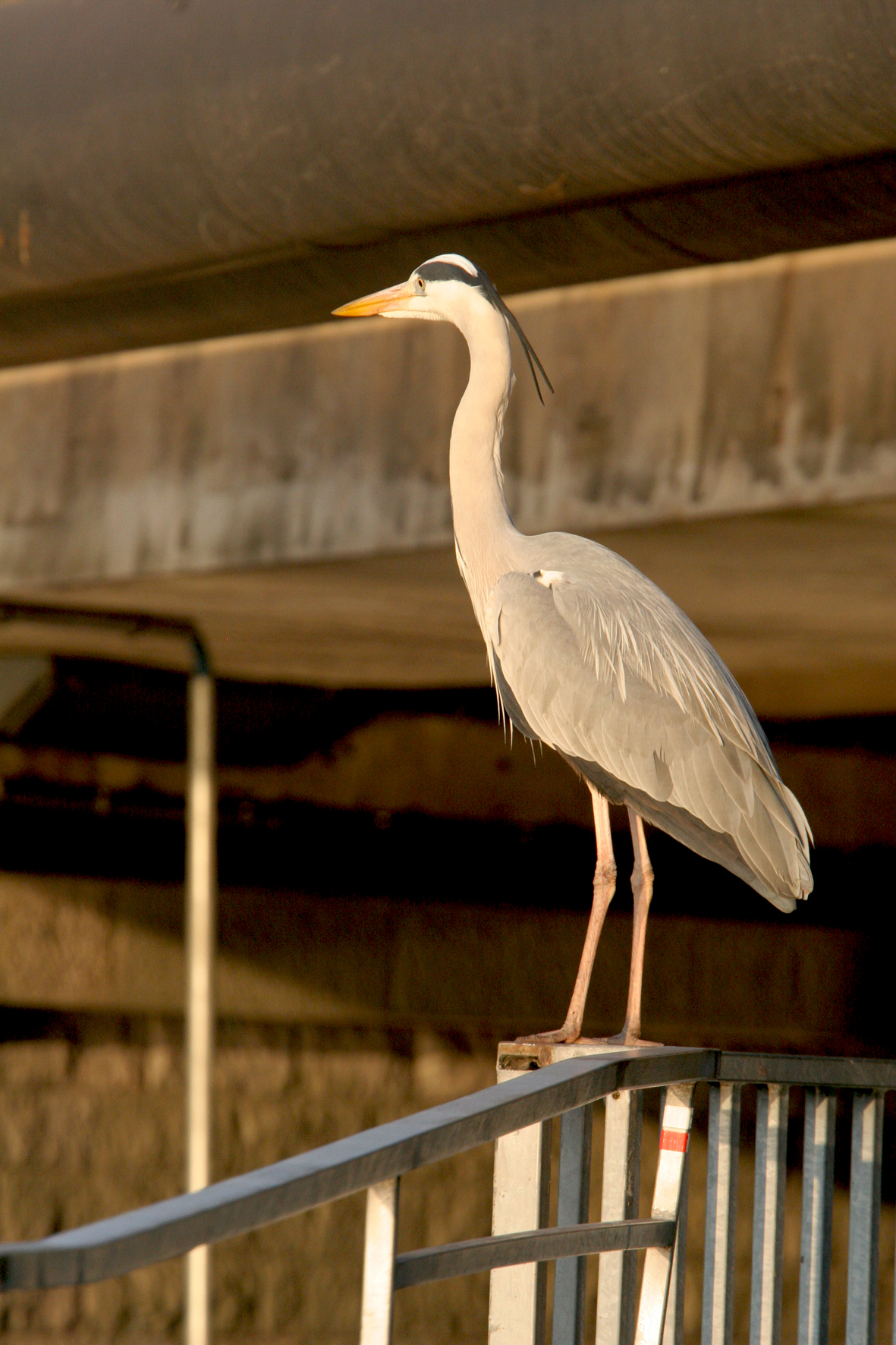 Héron cendré <p>Canal Saint-Félix à Nantes (44)</p>© Photo Patrice Morel - 20090318-3965.