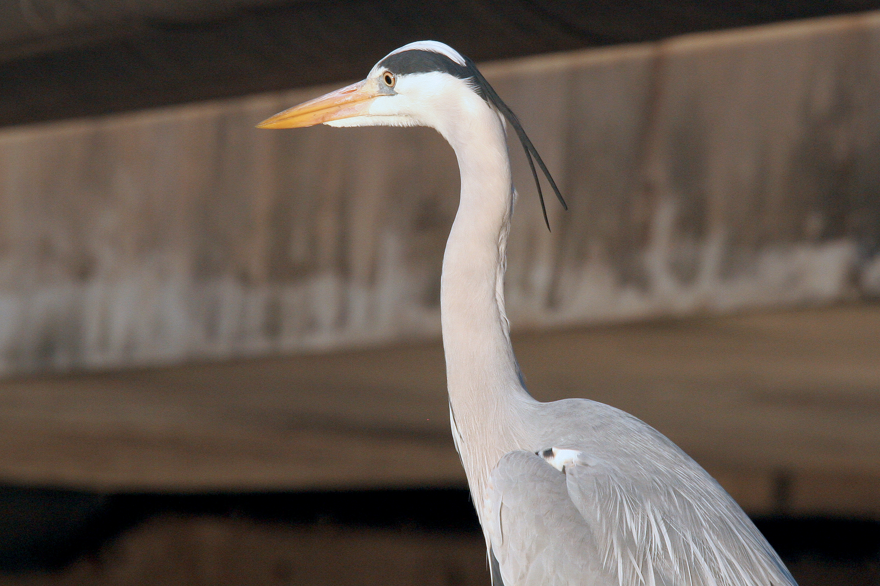 Héron cendré <p>Canal Saint-Félix à Nantes (44)</p>© Photo Patrice Morel - 20090318-3966.