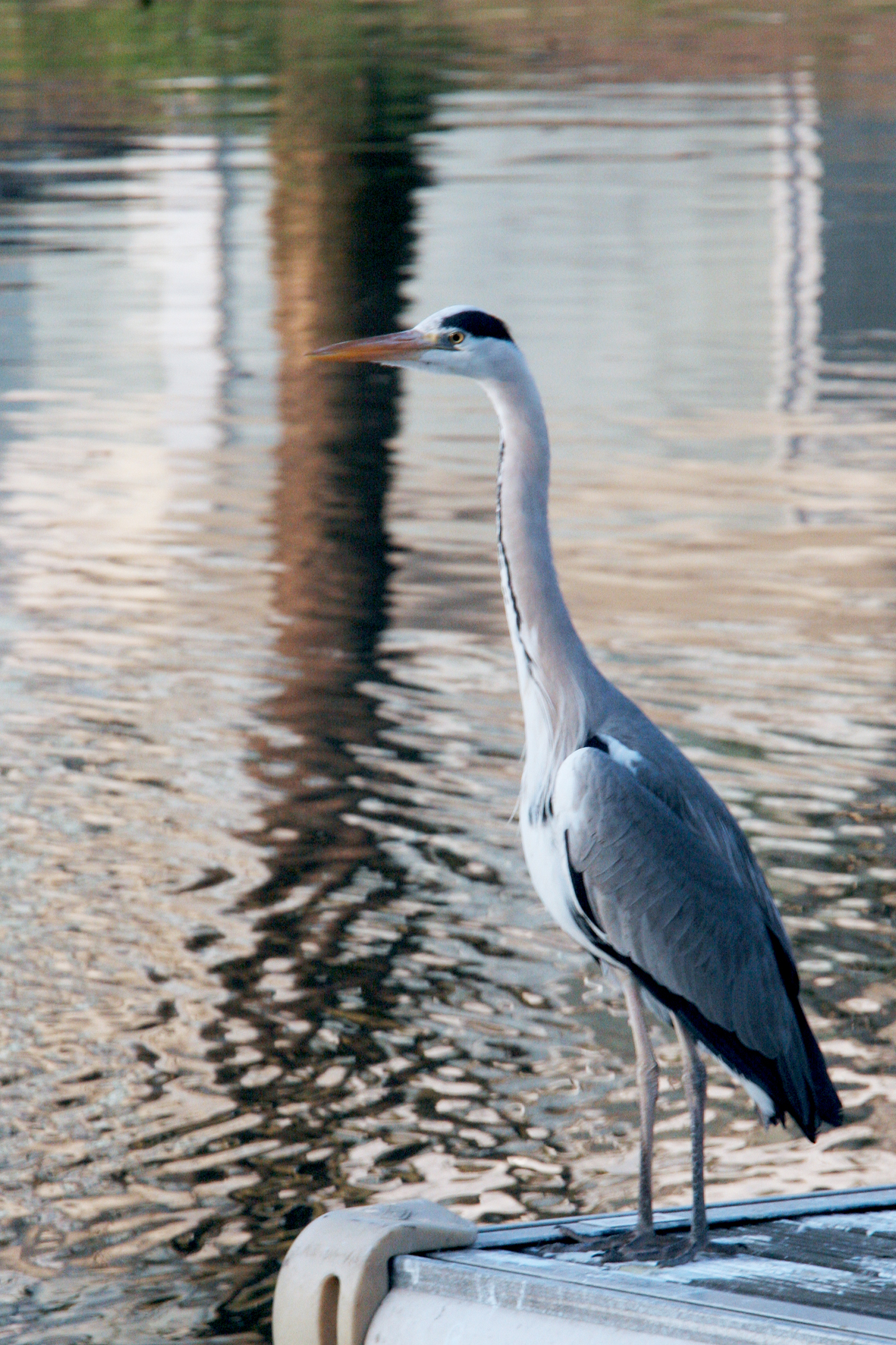Héron cendré <p>Canal Saint-Félix à Nantes (44)</p>© Photo Patrice Morel - 20090318-3995.