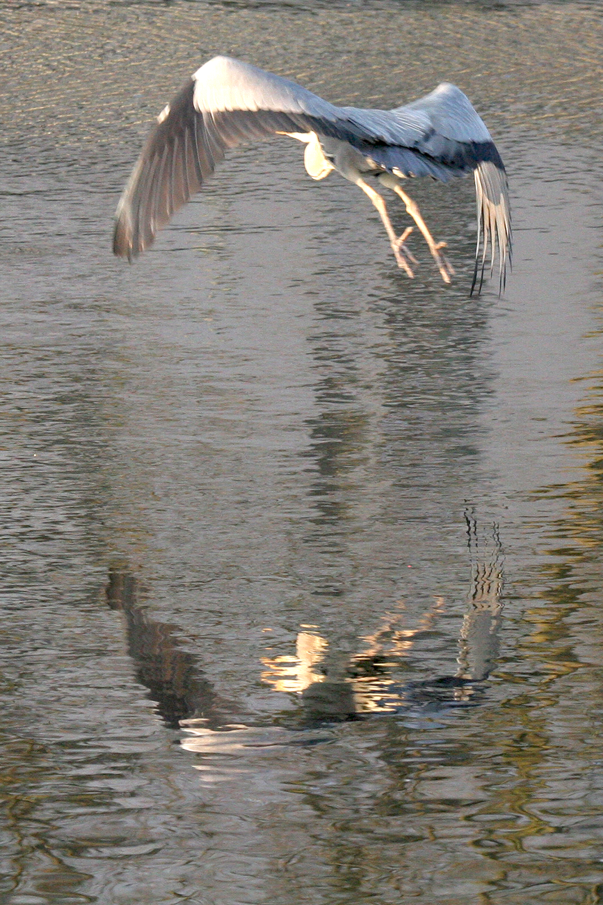 Héron cendré <p>Canal Saint-Félix à Nantes (44)</p>© Photo Patrice Morel - 20090318-4000.