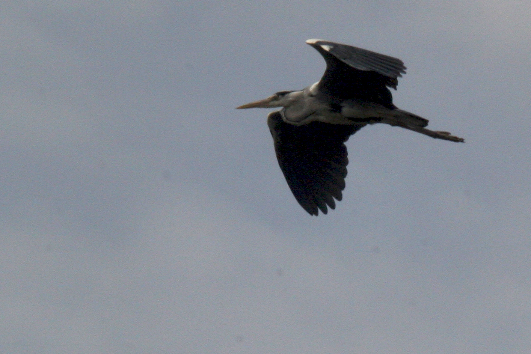 Héron cendré <p>Nantes (44)</p>© Photo Patrice Morel - 20090605-5373.