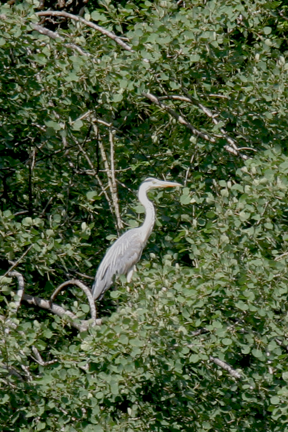 Héron cendré <p>Éguzon-Chantôme (36)</p>© Photo Patrice Morel - 20090723-7113.