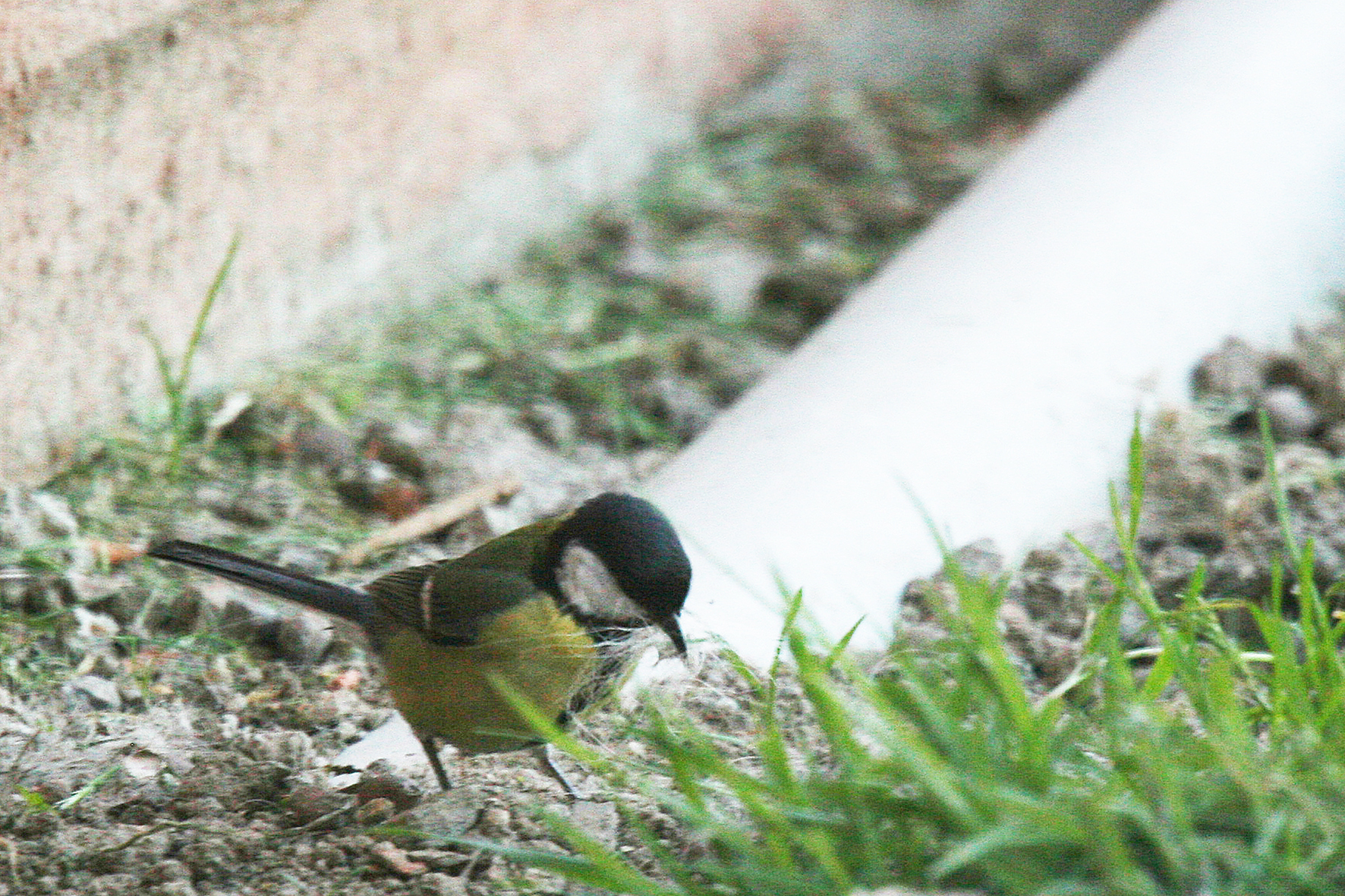 Mésange Charbonnière.
