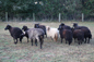 Moutons Racka