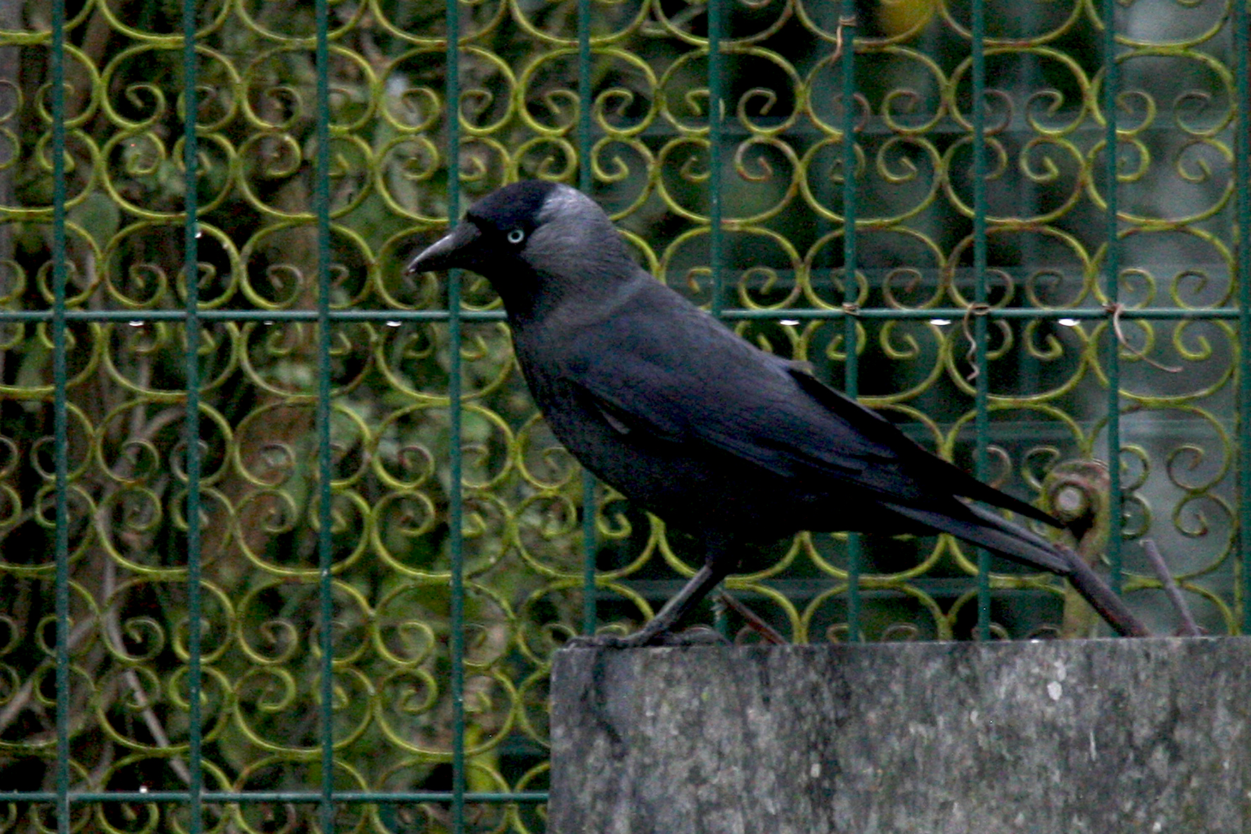 Choucas des tours