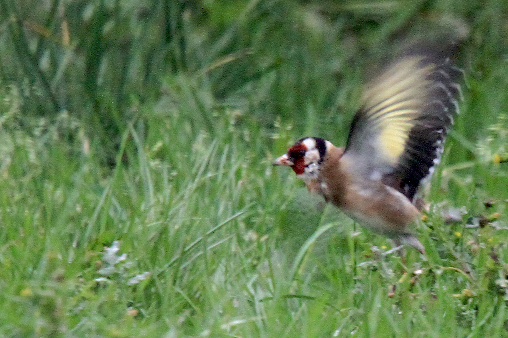 Chardonneret élégant