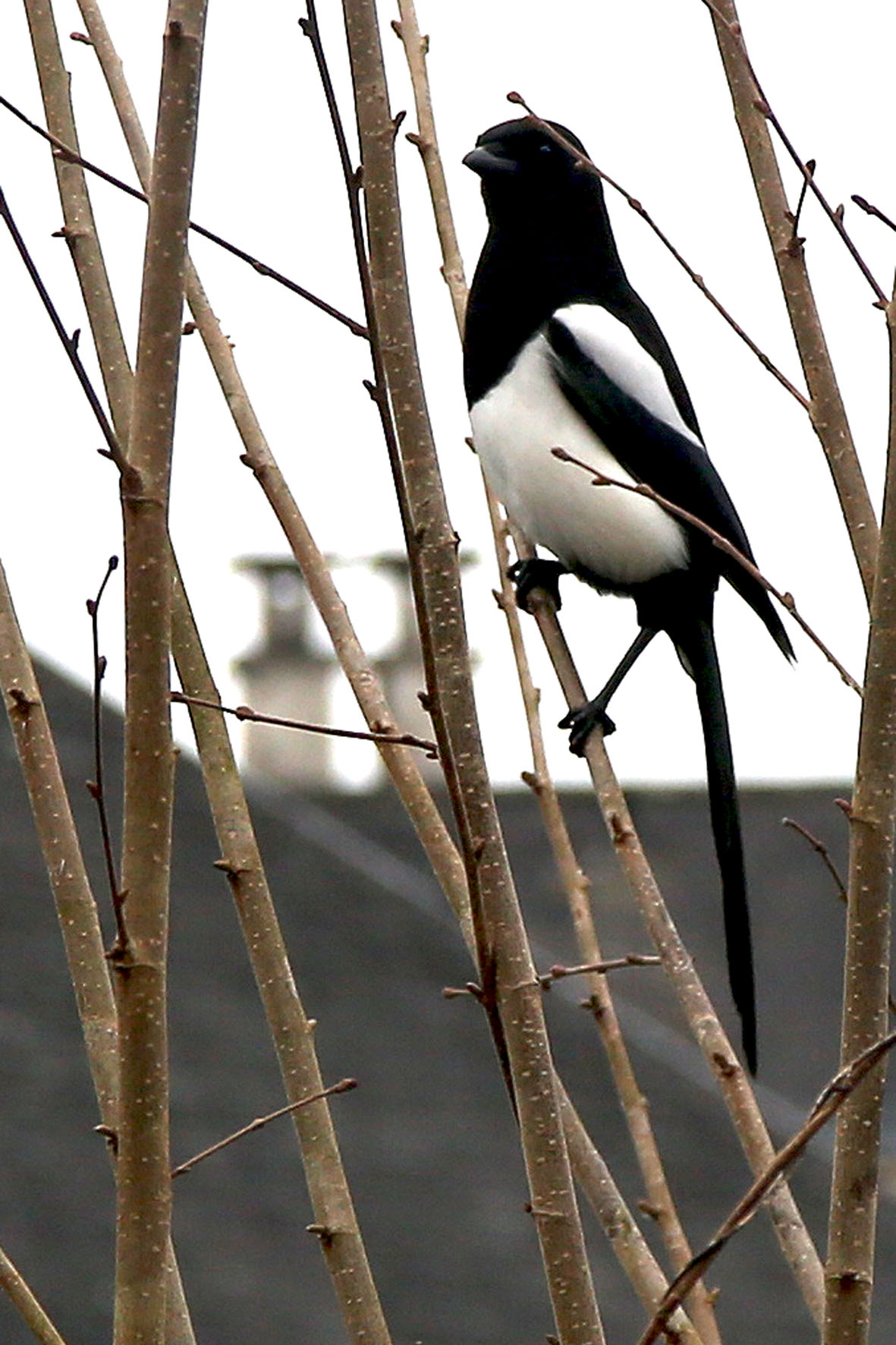 <p>Savenay (44)</p>© Photo Patrice Morel - 20250217-1336.