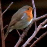 Rouge gorge sur une branche